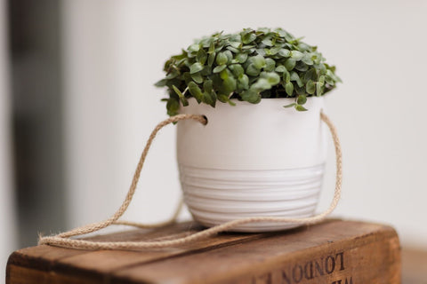 white ceramic hanging plant pot