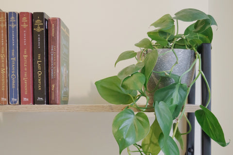 philodendron plant on shelf