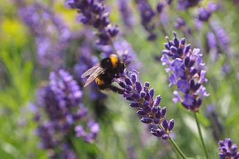 bumblebee on lavender plant
