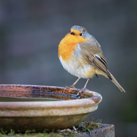 robin on birdbath