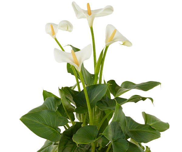 Zantedeschia aethiopica (Arum Lily) – FTLON