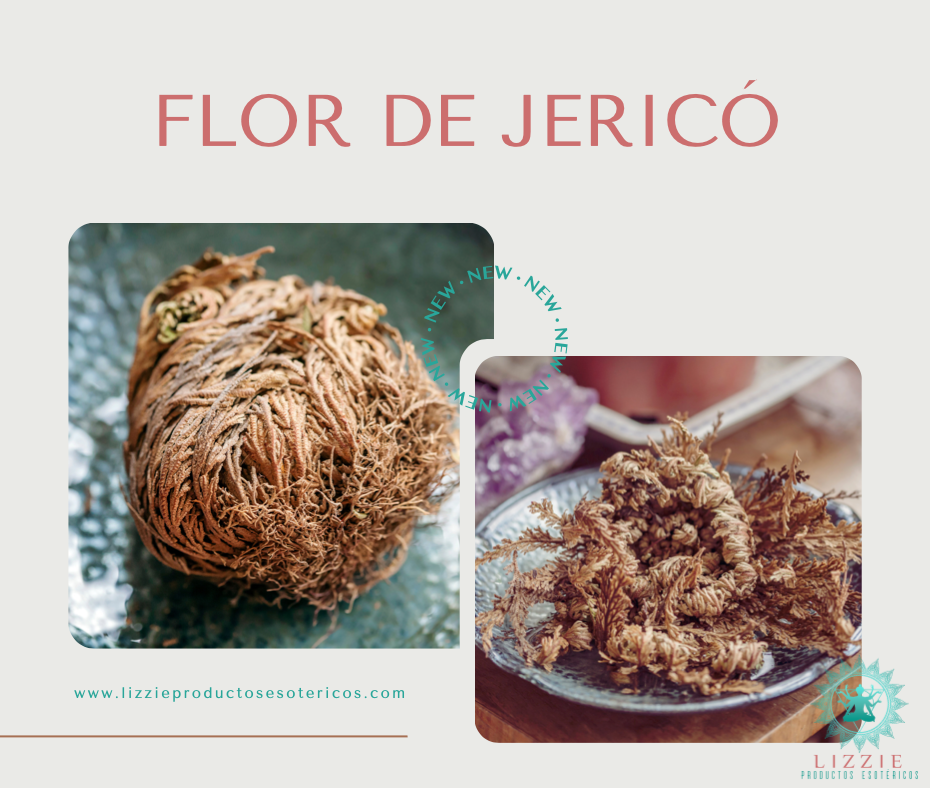 Flor de Jericó – Lizzie Productos Esotericos