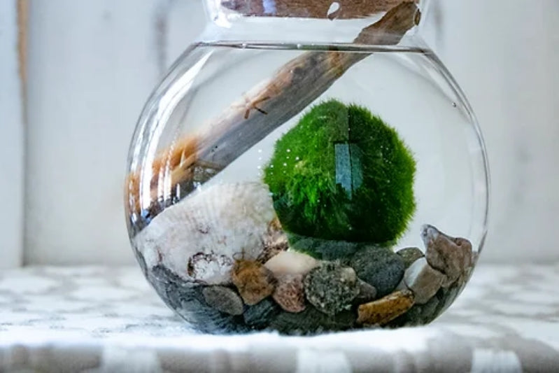 glass bowl terrarium with led lights and figurines