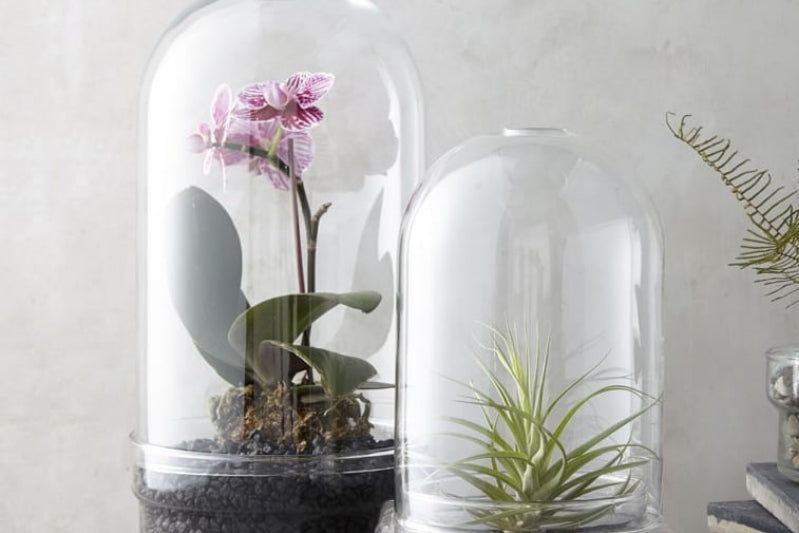 glass dome terrarium vintage design