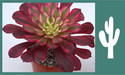 Aeonium Mardi Gras plant