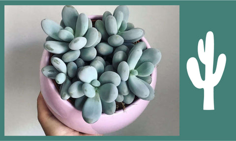 Moonstones Pachyphytum plant