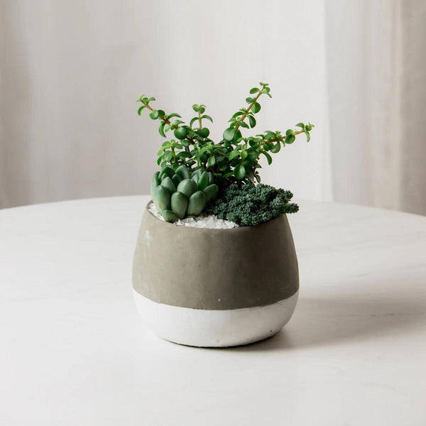 so gray arrangement product from succulent bar store