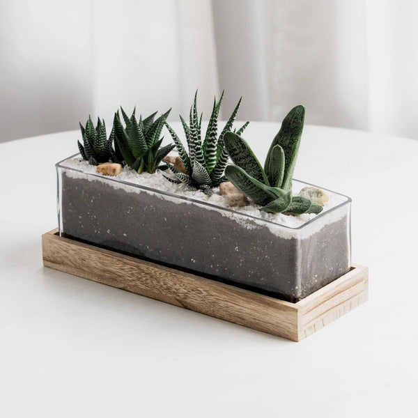 urban landscape arrangement product from succulent bar store