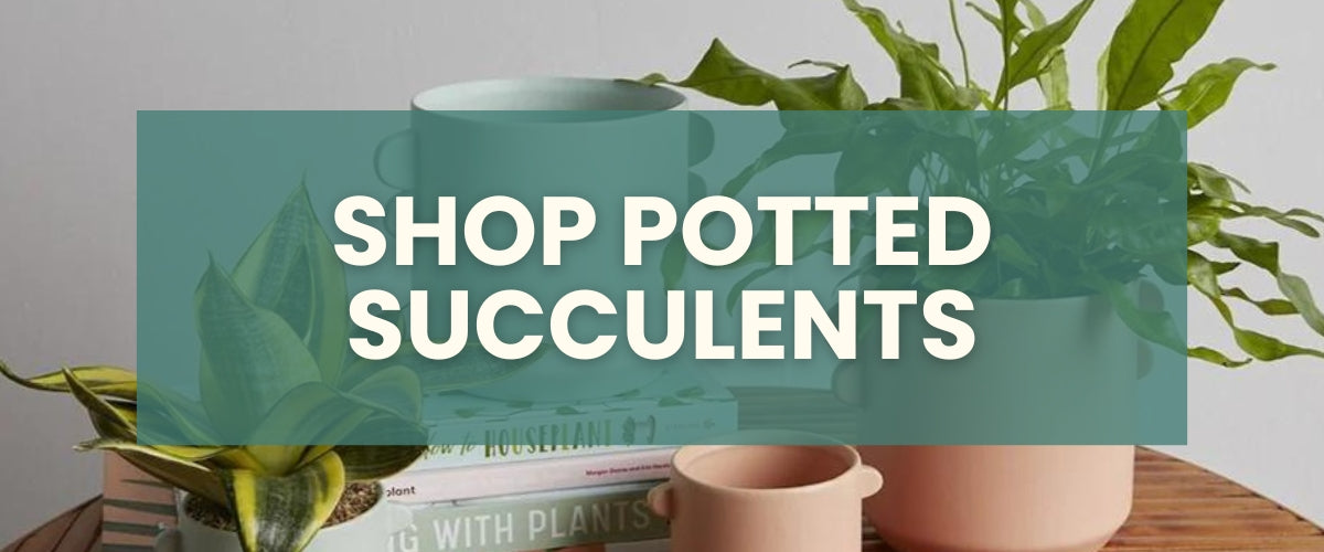 potted succulent collection page from succulent bar store
