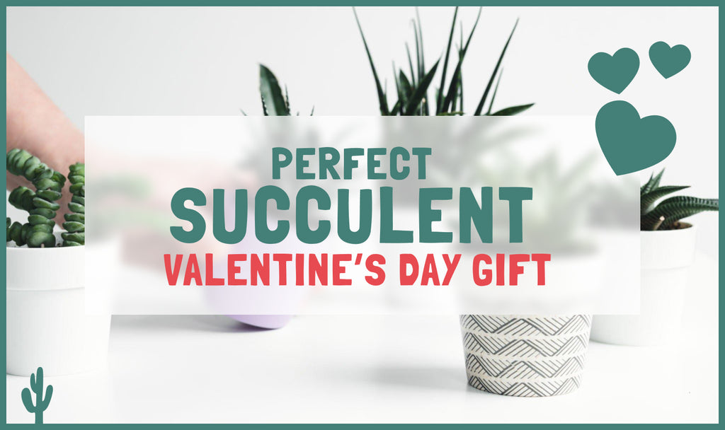 image text "perfect succulent valentines day gift" with different succulent background.