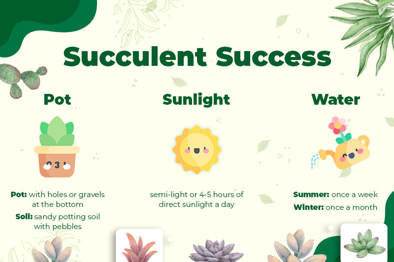 custom graphic showing how to successfully care for a succulent