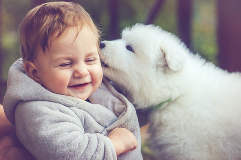 samoyed and baby