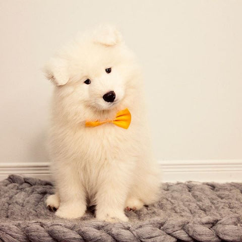 cute samoyed