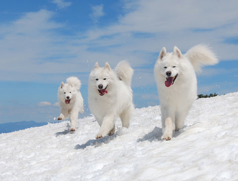 samoyed snow