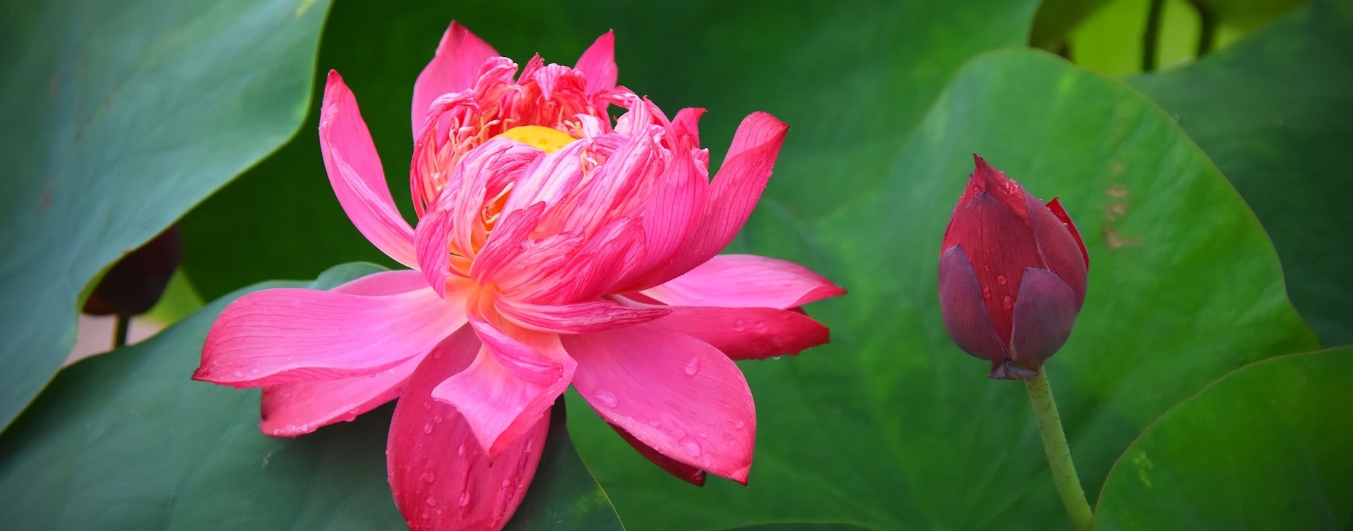 Découvrez la signification des Fleurs de Lotus - Florajet