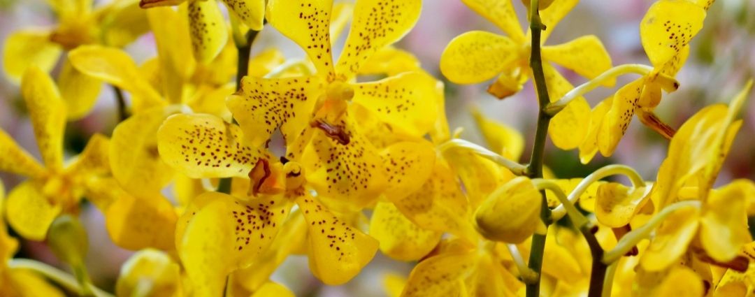 L'orchidée bleue : symbolique et signification d'une fleur d'exception -  Kokomo