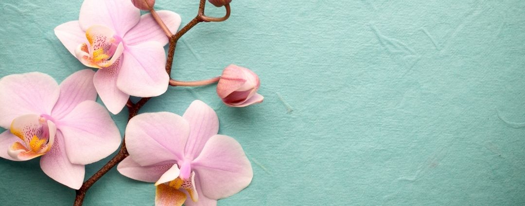 Sticker Fleurs de Lotus rose - Porte Clés porte bonheur