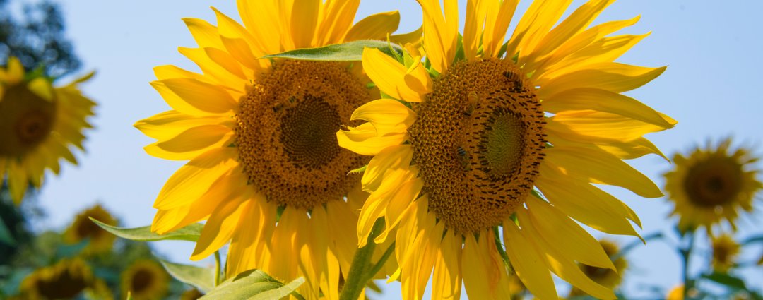 Langage des fleurs : pourquoi le tournesol symbolise le soleil, l'amour et  la fidélité ? : Femme Actuelle Le MAG