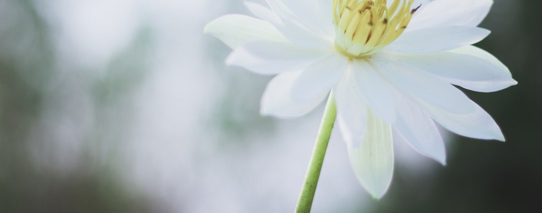 La fleur de lys : symbole & signification | Fleur&Fleuri