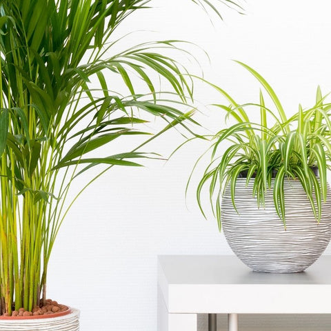 11 plantes qui attirent le bonheur, l'énergie positive et la prospérité  dans votre maison - haustiers…