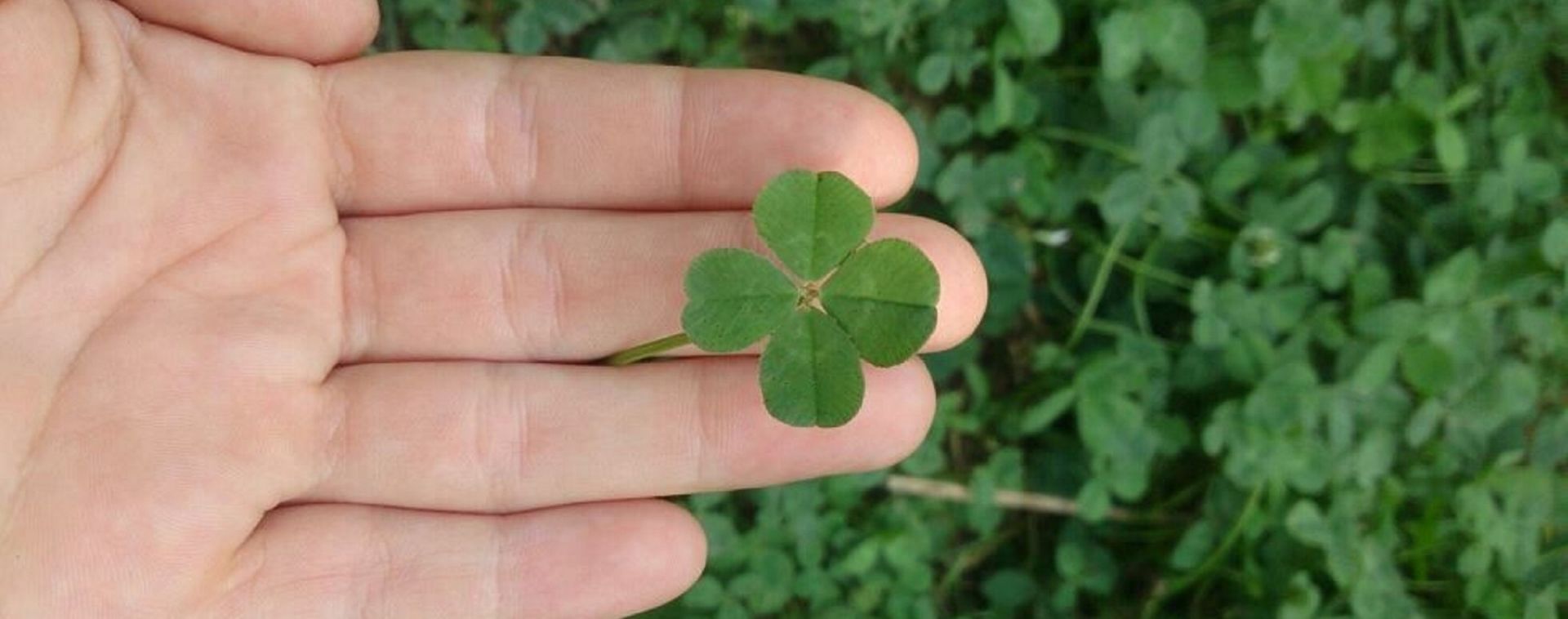 Photo TRÈFLE À 4 FEUILLES