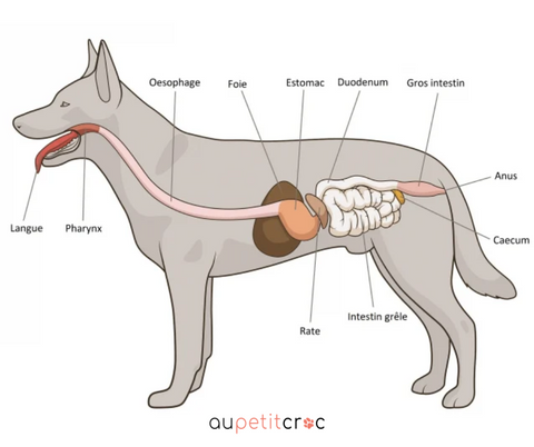 système digestif chez le chien