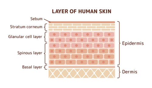 Illustration of layer of human skin