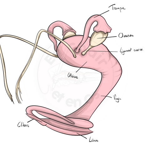 Anatomie de l’utérus