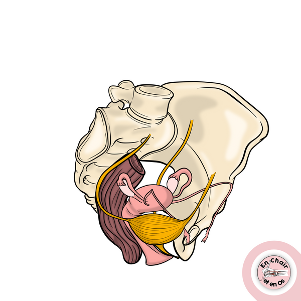 anatomie de l'utérus En Chair et en Os