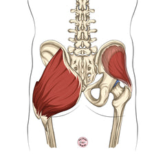 Anatomie muscles fessier