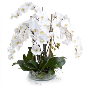 White Orchid Arrangement Pineapplespalms Com