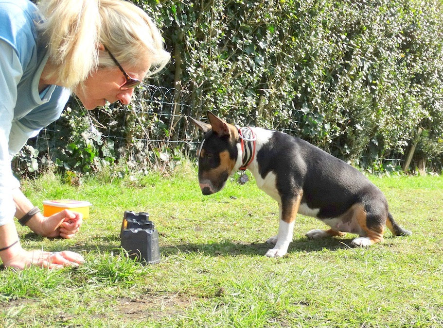 Dog Training and Behaviour - Anna Webb