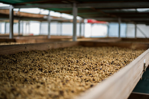 Drying coffee