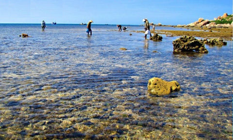 sustainable sea moss harvesting, supporting local communities