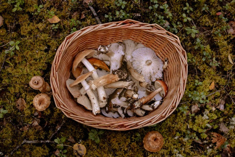 Mushrooms gathered in a basket propped on a bed of moss