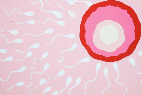 Cut out craft of white paper sperm swimming to red, pink, and white egg with a pink background