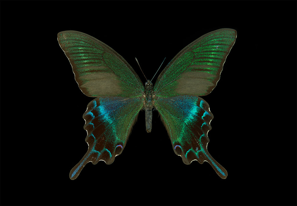 COLOUR ALCHEMY STRUCTURAL COLOUR - BUTTERFLY