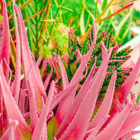 7 Amazing Skin Care Benefits of Pink Aloe Vera—the New Face of Hydrati –  Faces Canada