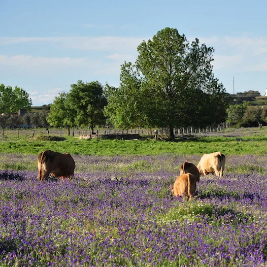 lavender.webp__PID:f6445250-9231-4fe2-97bf-45870421ac56