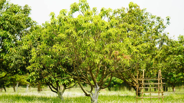Mangobomen