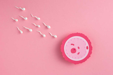 menstruation-fertility-1