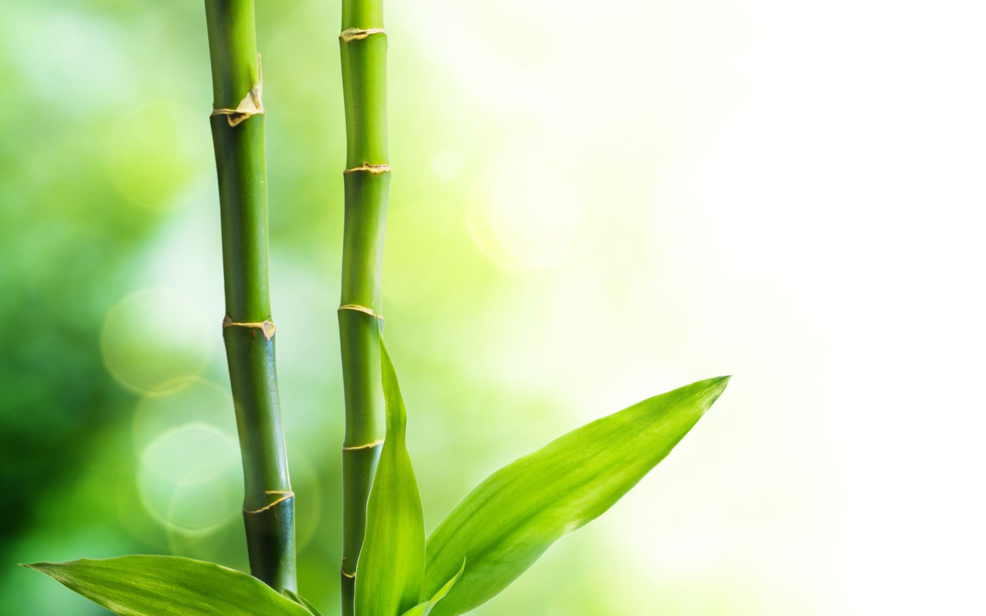 Bamboo Stalks - Feng Shui Symbols to Attract Love