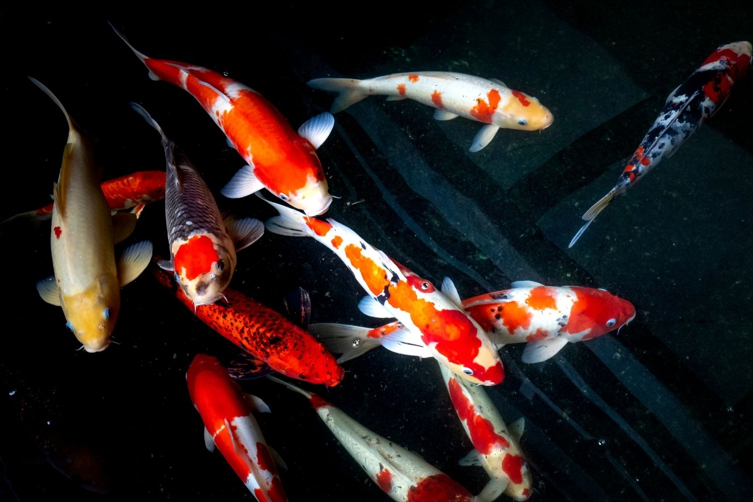 koi (carps) and goldfish