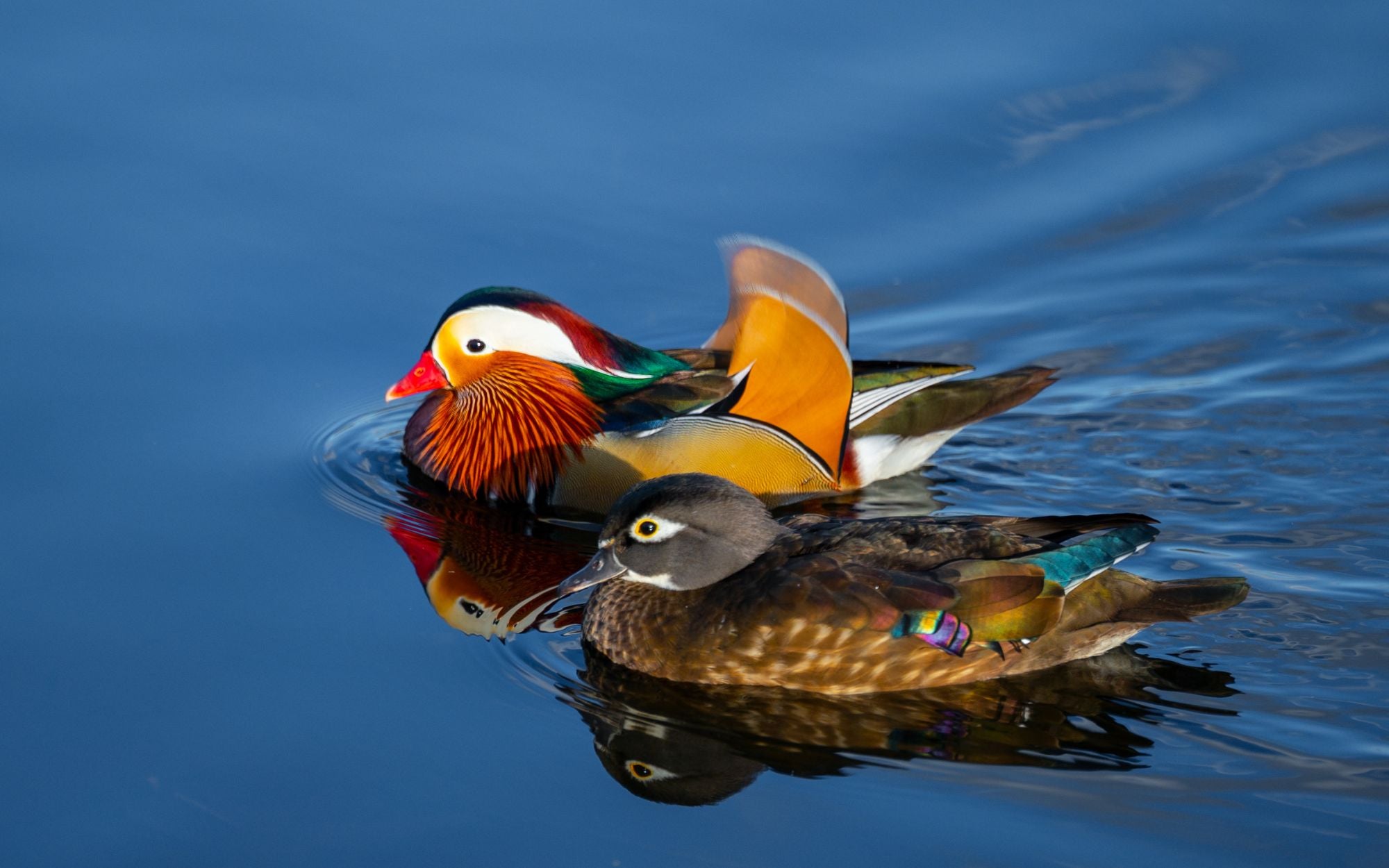 Mandarin Ducks - Feng Shui Symbols to Attract Love