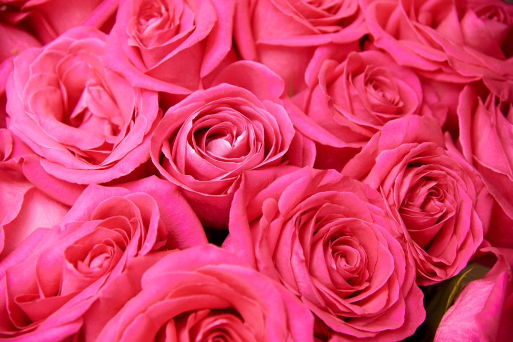 What do pink roses mean? Pink roses symbolism and history – RoseGift.co.uk