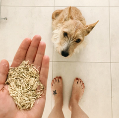 ginseng for dogs