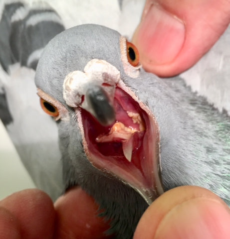 Canker (Trichomoniasis) in mouth of racing pigeon.