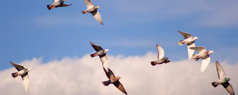 Racing Pigeons flying in sky