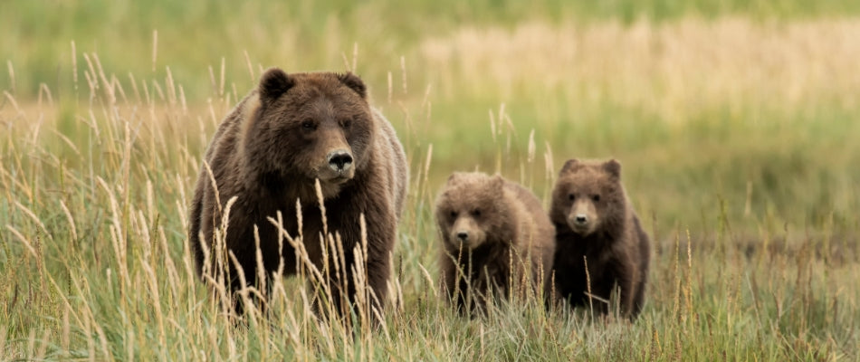 A mama grizzly bear and her two cubs frolic in a field of tall grass.