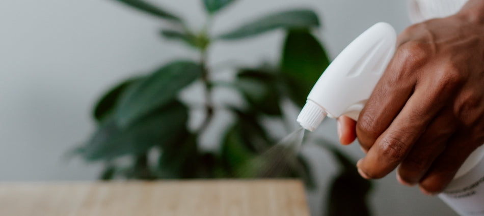 Close up of someone spraying cleaning solution on a table. A plant is in the background.